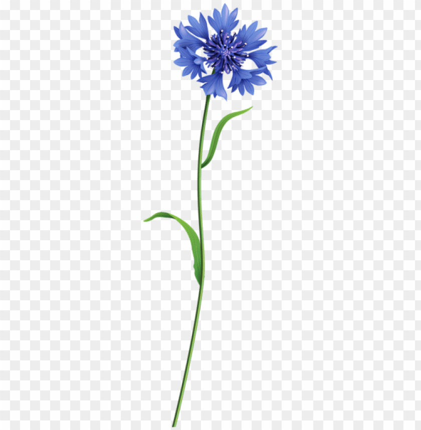 blue field flower