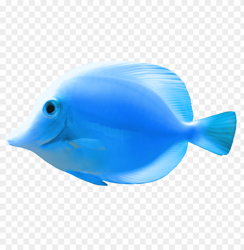 blue, fish