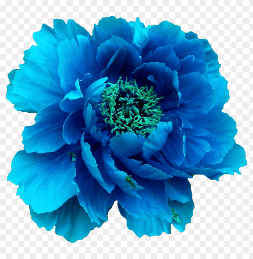 blue flower crown transparent, crown,transpar,blue,transparent,flower,flowercrown