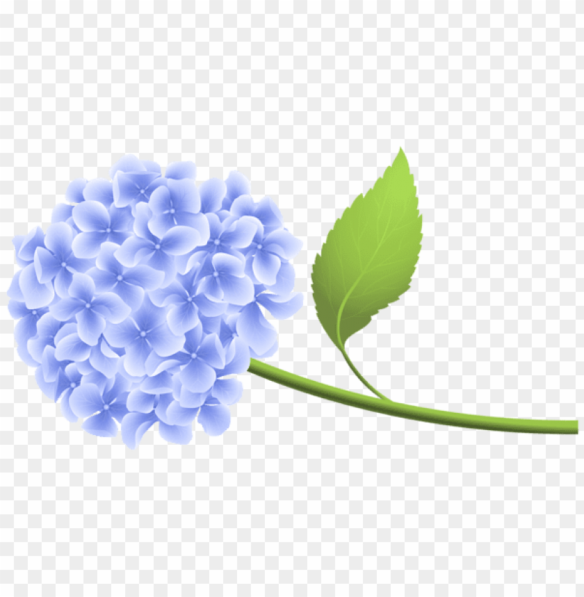 blue hortensia png