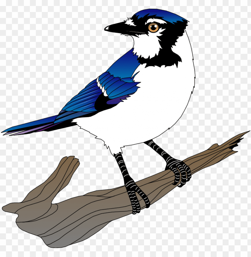 Blue Jay Png Image With Transparent Background Toppng