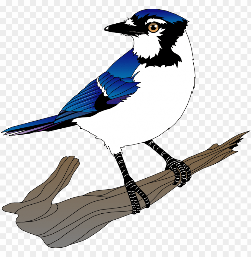 Blue jay clipart. Free download transparent .PNG