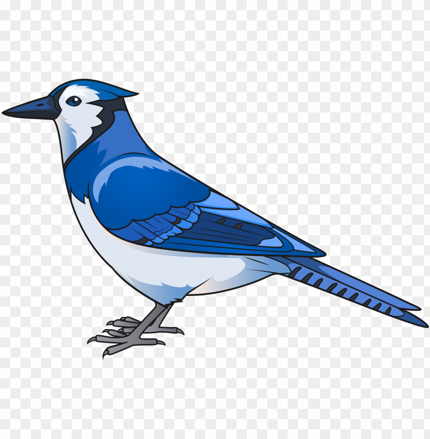 Blue Jay Transparent Png Image With Transparent Background Toppng