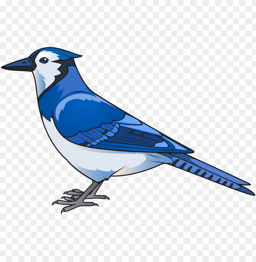 Bluejay Drawing Stellar Jay Png Library Stock - Blue Jay Silhouette PNG  Image, Transparent PNG Free Downlo…