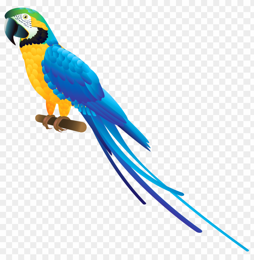 blue, parrot