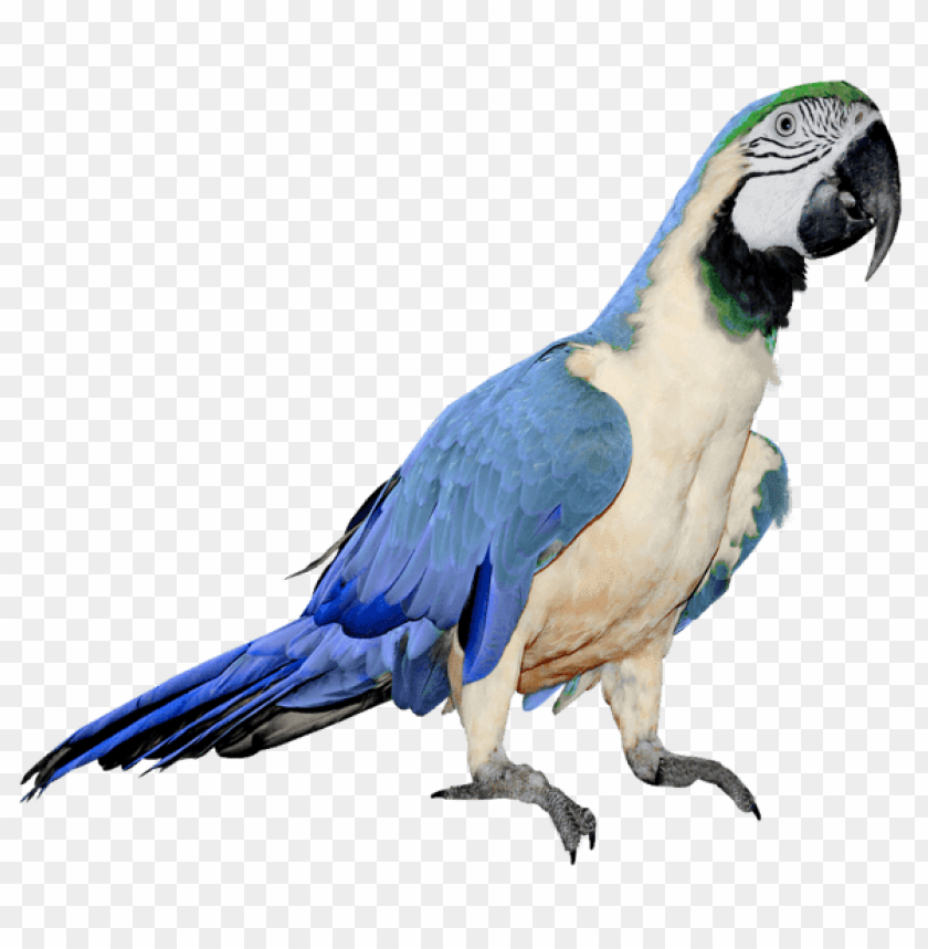 animals, birds, parrots, blue parrot, 
