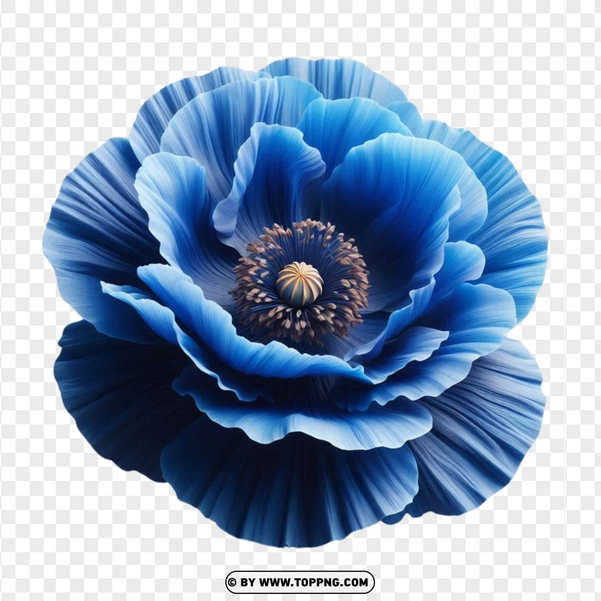 Himalayan Blue Poppy Flowers PNG Transparent Background