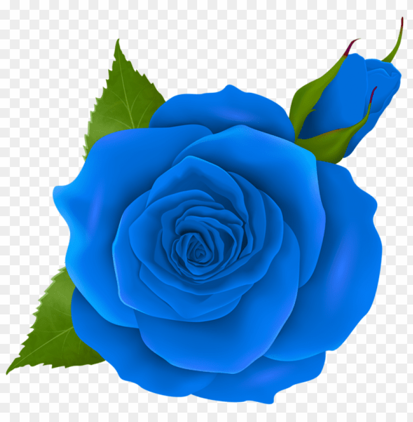blue rose and bud