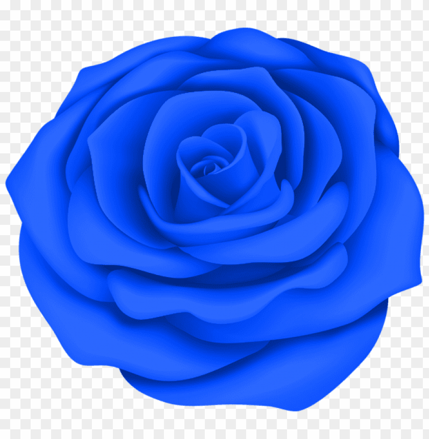 blue rose flower transparent