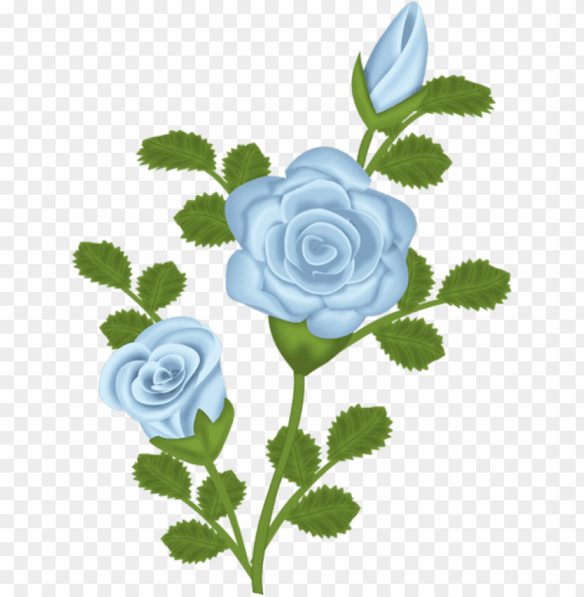 blue rose free transparent