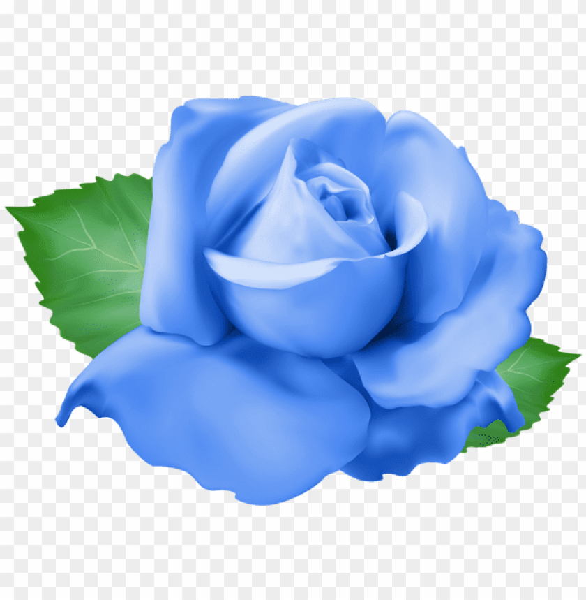 blue rose png