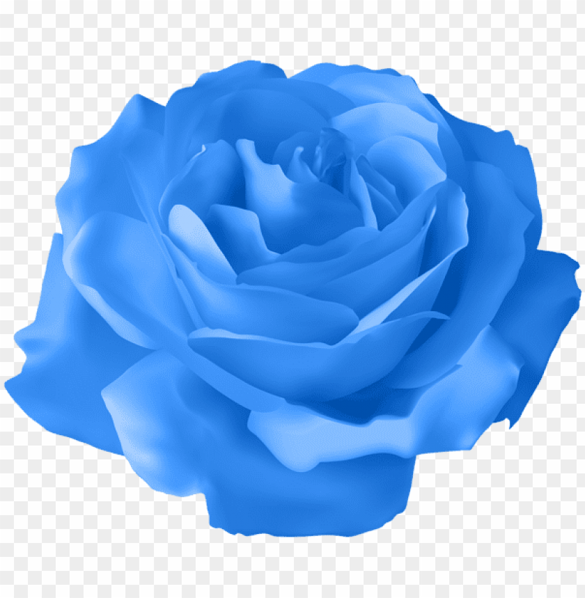 blue rose transparent