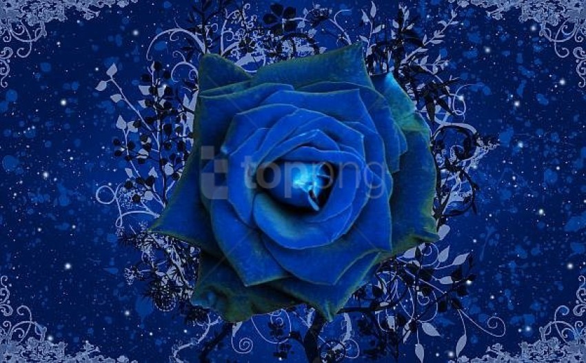 blue-rose- wallpaper background best stock photos | TOPpng