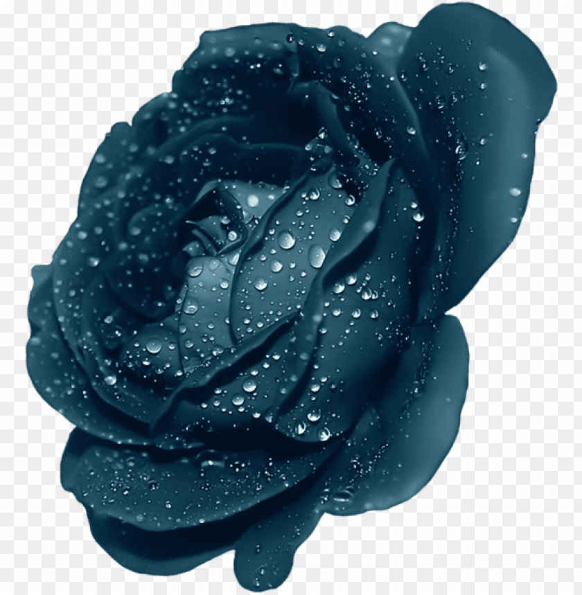 blue rose with dew