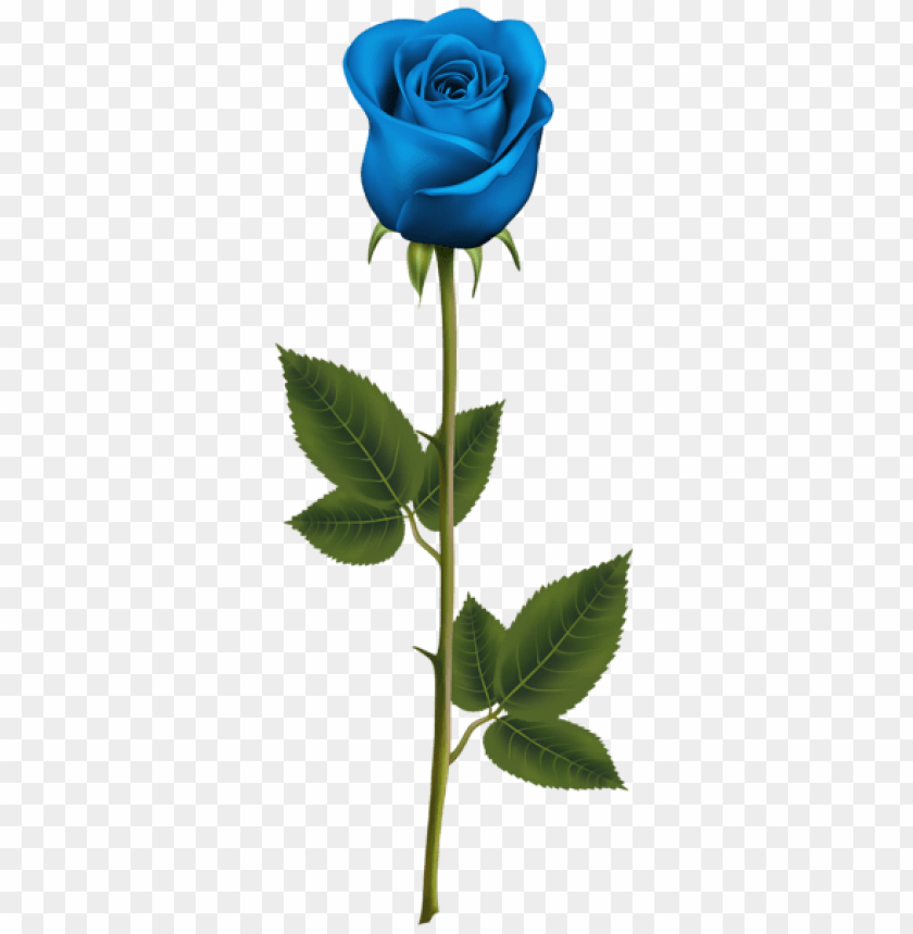 blue rose with stem