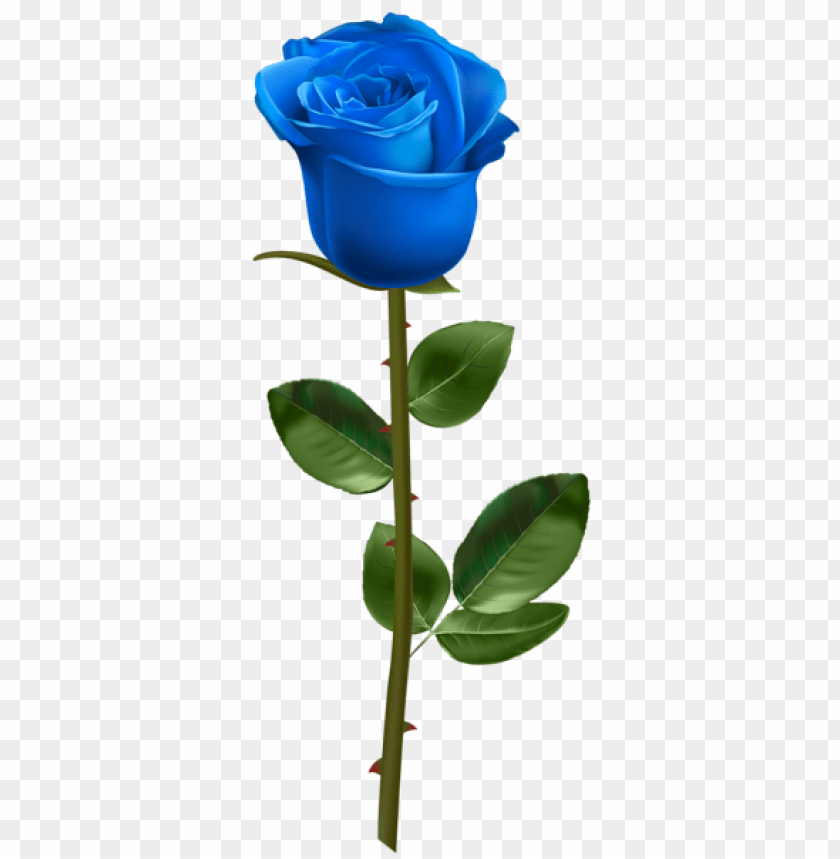blue rose with stem transparent