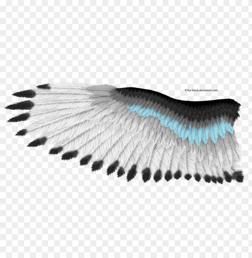 Птица с черными кончиками крыльев. Крыло птицы. Крылья перья. Черные перья. Крылья из перьев.
