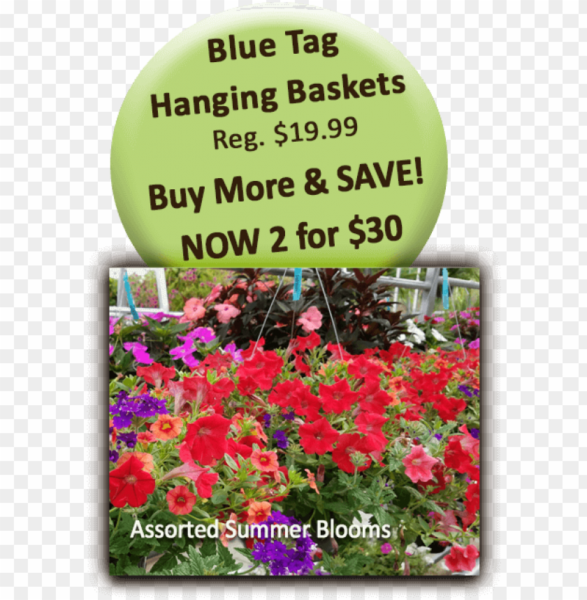 blue tag hanging baskets impatiens PNG transparent with Clear Background ID 439015