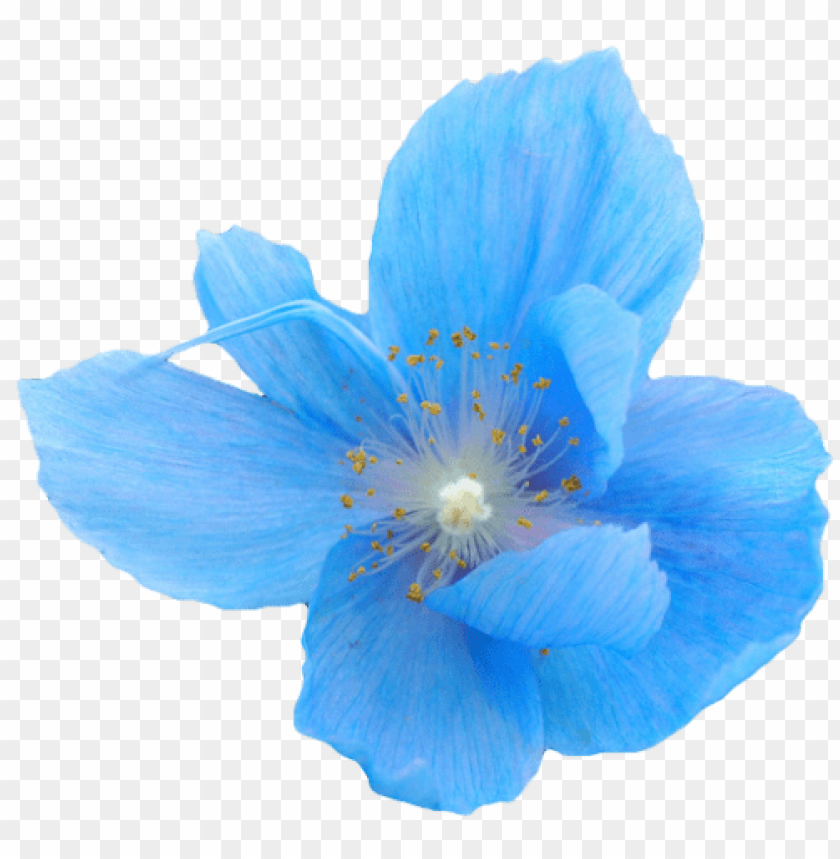 blue transparent flower crown, blue,flower,transpar,transparent,crown,flowercrown