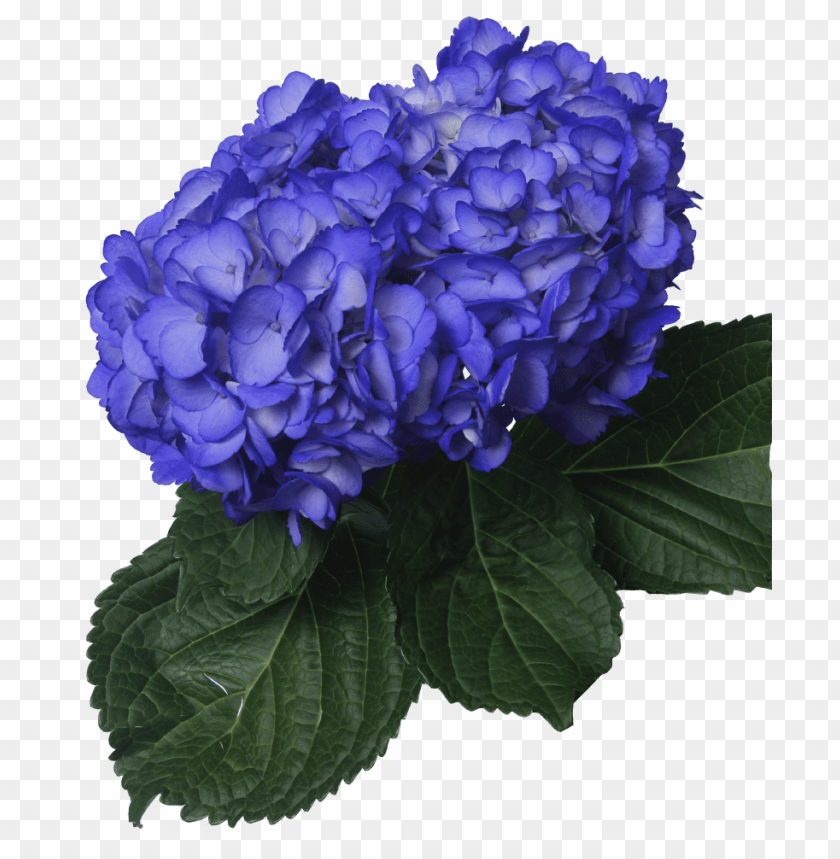 blue transparent flower crown, blue,flower,transpar,transparent,crown,flowercrown