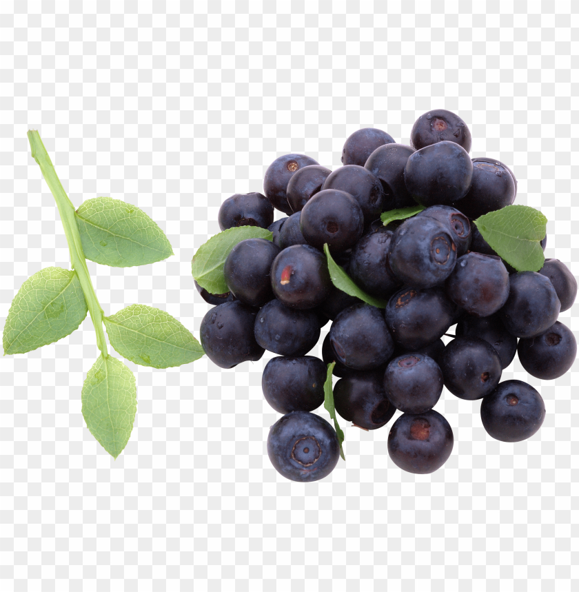 
blueberries
, 
flowering plants
, 
indigo
, 
berries
, 
cyanococcus
