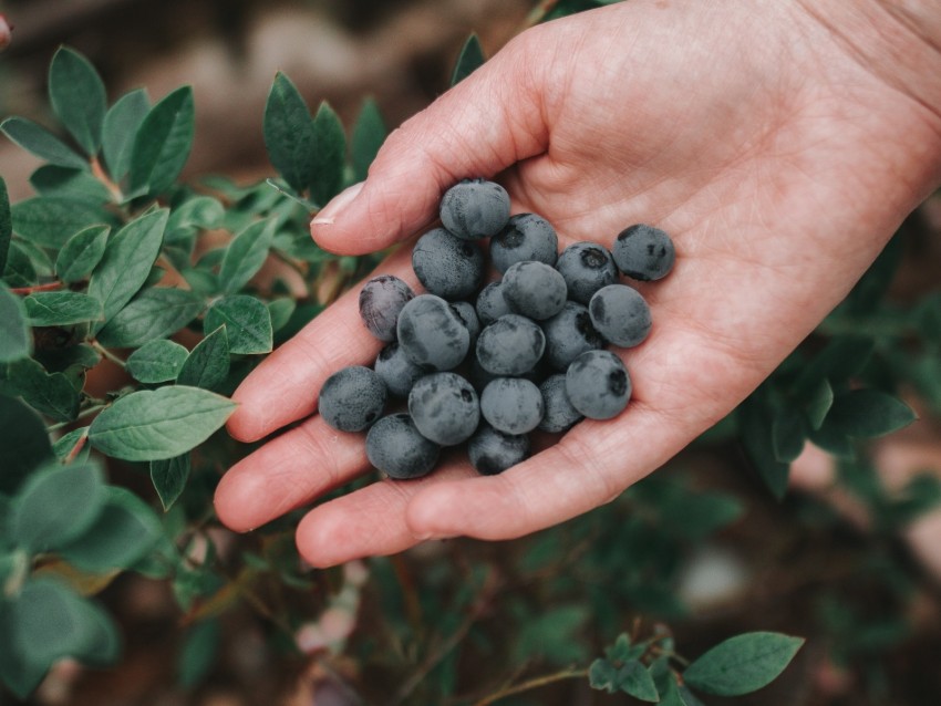 blueberries, berries, ripe, hand, bush