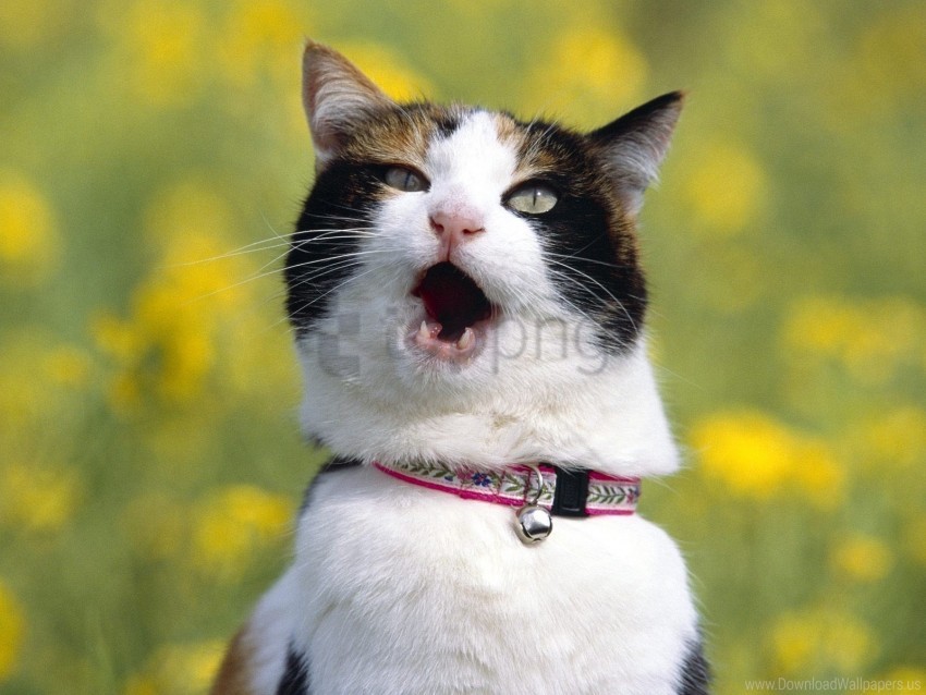Blur Cat Dog Collar Screaming Wallpaper Background Best Stock Photos