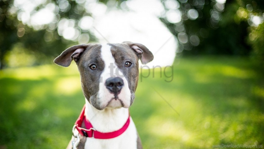 blur collar dog muzzle sight wallpaper background best stock photos - Image ID 160079