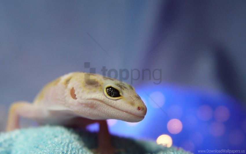 Roblox Face Lizard