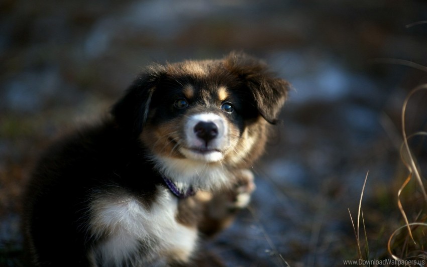 blurring dog eyes puppy wallpaper background best stock photos - Image ID 158161
