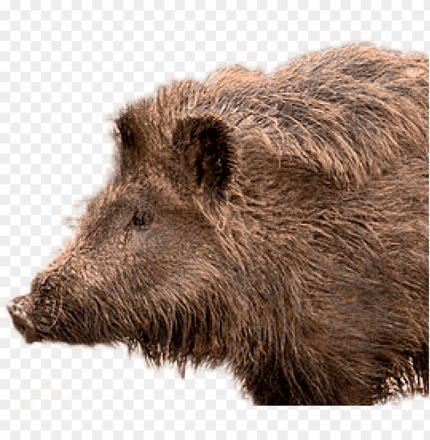 boar,boar free png,boar png free,boar free png,boar png,boar images png,boar file png