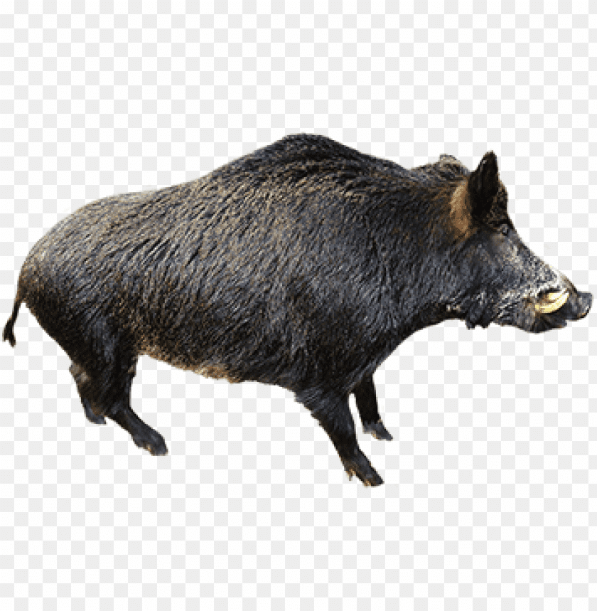 boar,boar free png,boar png free,boar free png,boar png,boar images png,boar file png