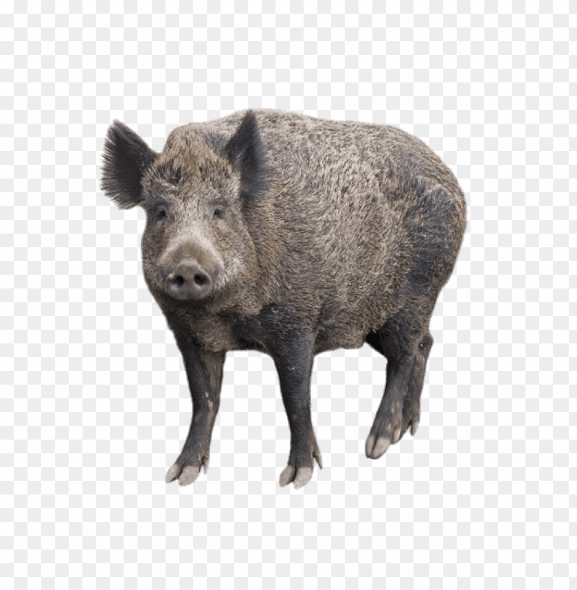 animals, boars, boar with head turned forward, 