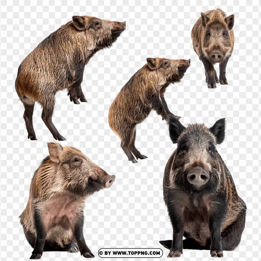 Boars Standing And Interacting In Wildlife Setting PNG Transparent Background