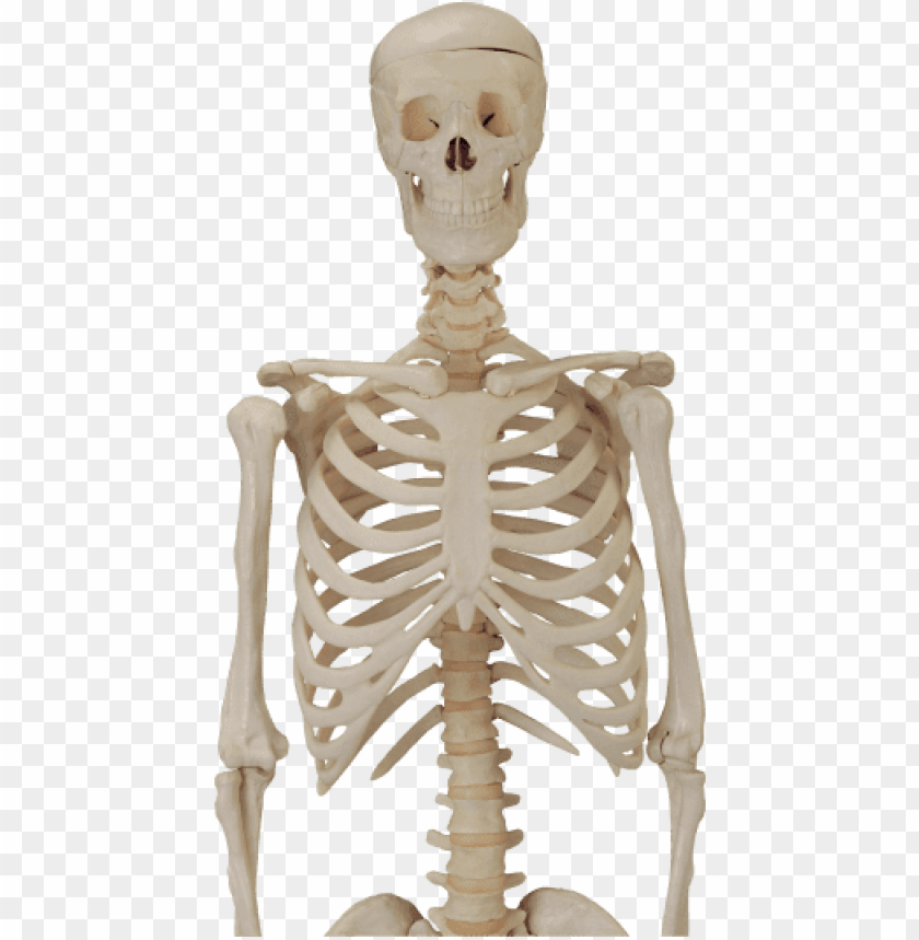 people, skulls and skeletons, body skeleton, 