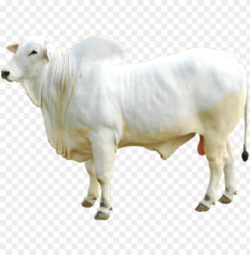 Boi Nelore Png Image With Transparent Background Toppng - mad cow roblox cow png image transparent png free