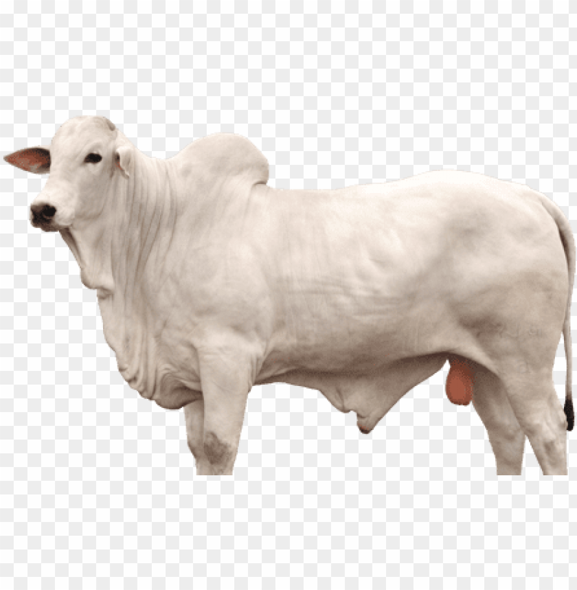 boi nelore png cattle PNG transparent with Clear Background ID 183878