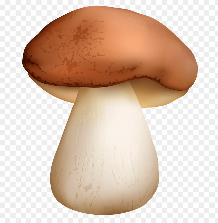 boletus, mushroom