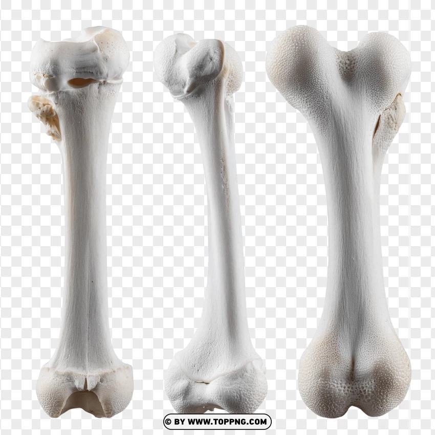 Set Of Animal Bones In Grey Tones PNG Transparent Background