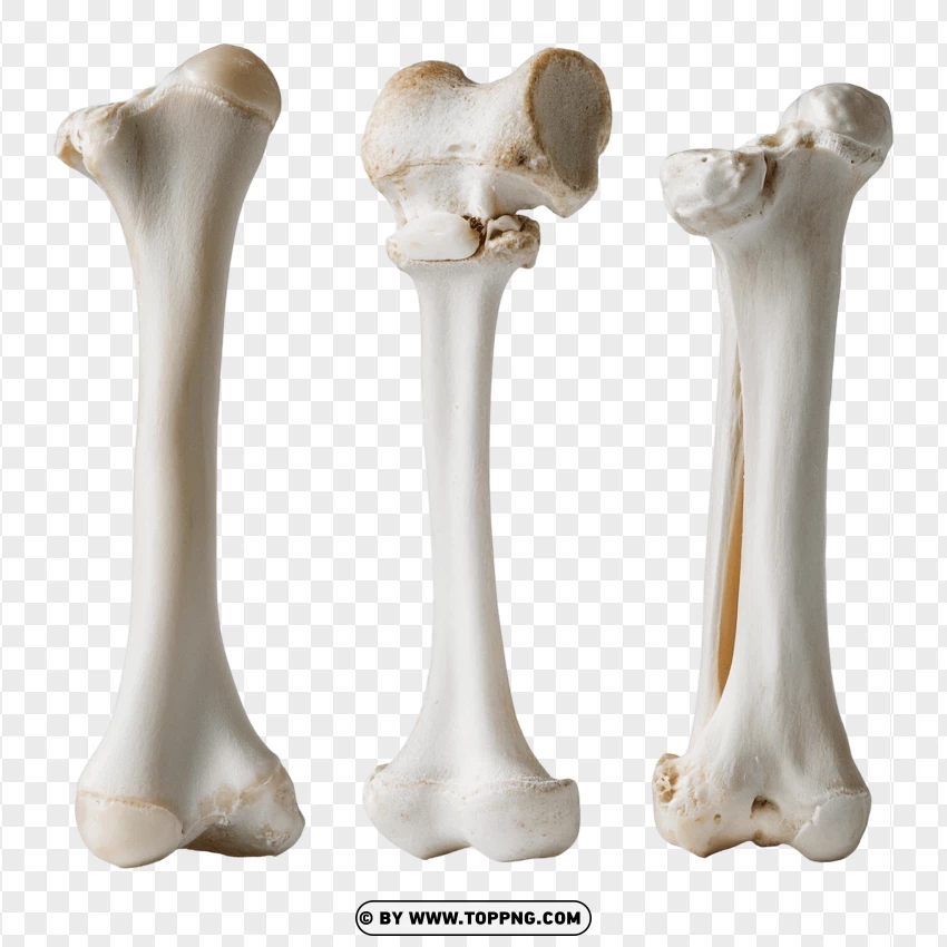 Collection Of Animal Bones In White Color PNG Transparent Background