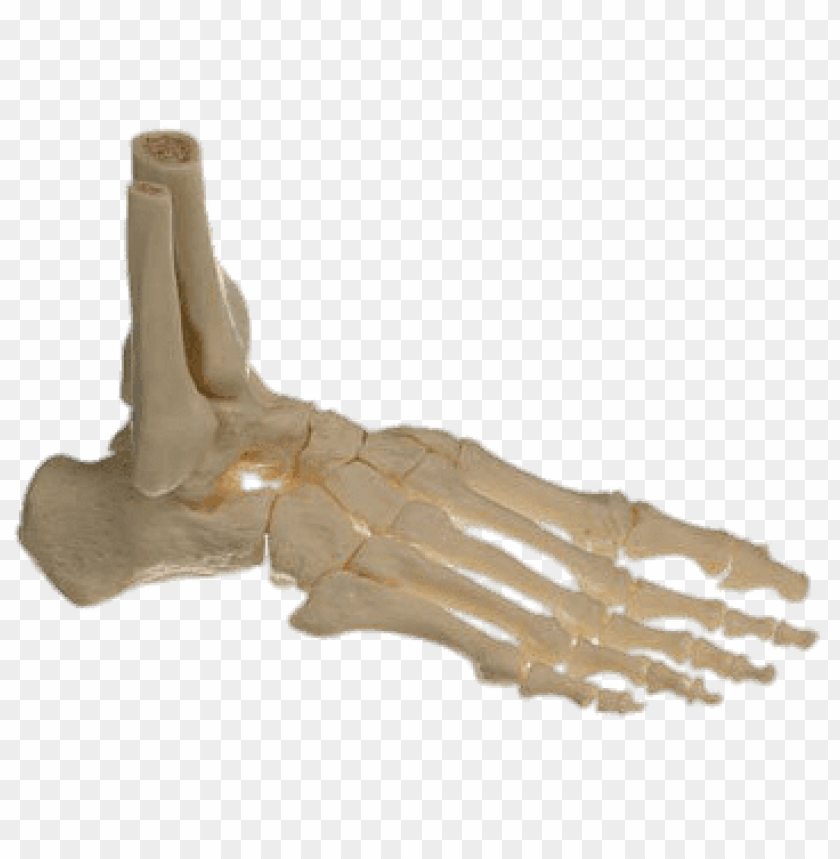 Transparent background PNG image of bones of the foot - Image ID 69608