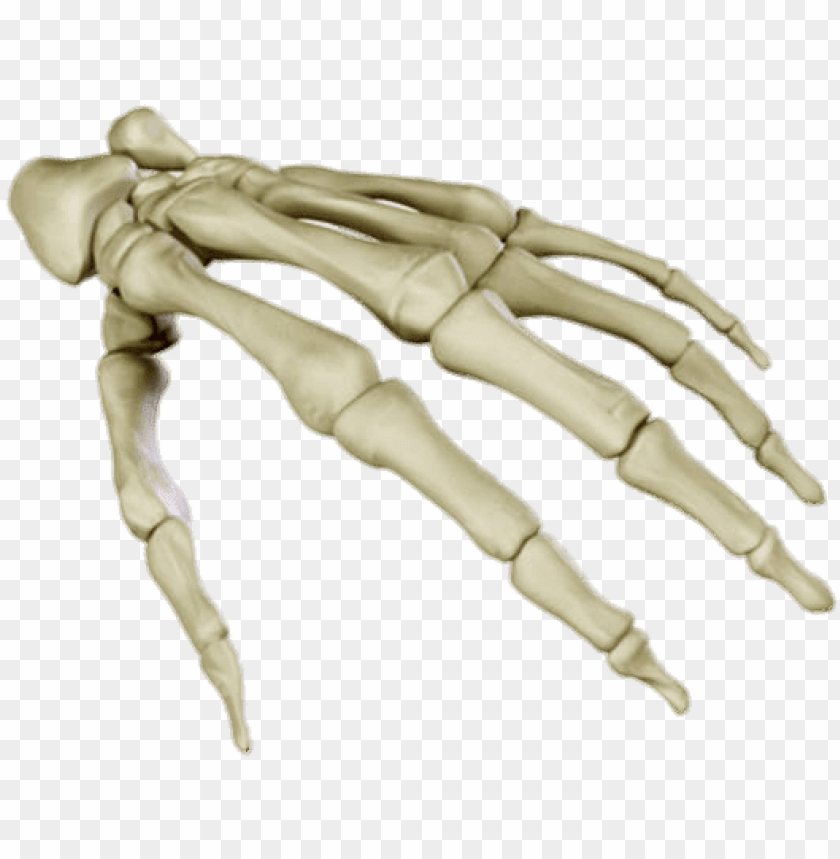 Transparent Skeleton Hand Png Bones Of The Right Hand Anterior View My Xxx Hot Girl