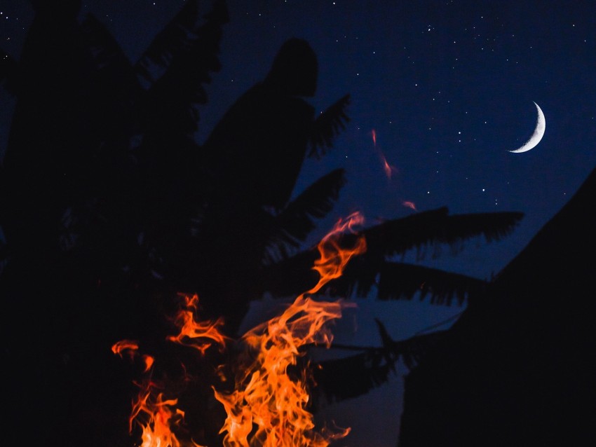 bonfire, fire, night, palm, moon, starry sky
