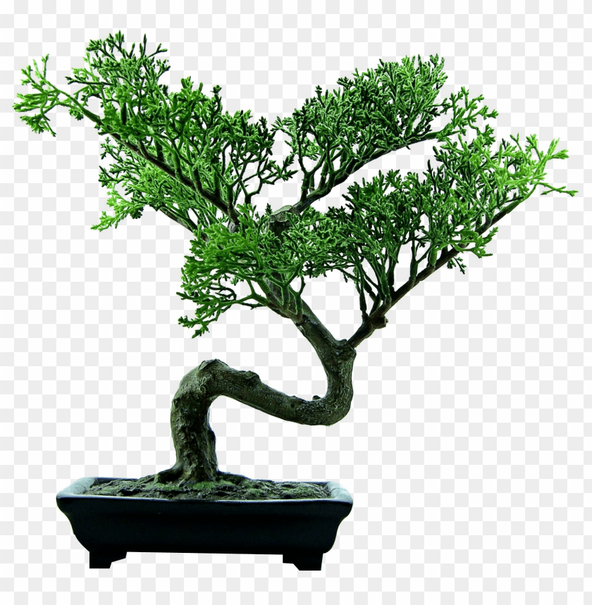 
nature
, 
bonsai
, 
tree

