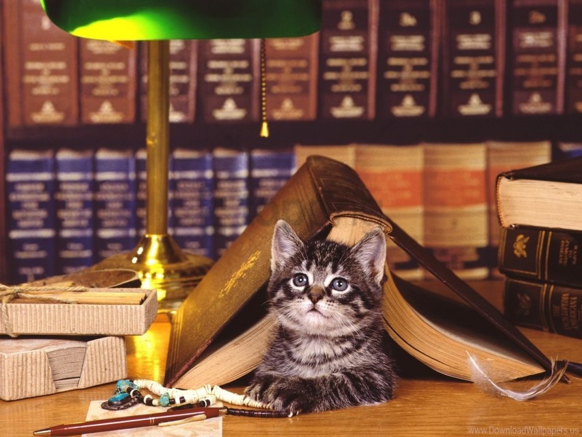 book, cat, face, library, lying wallpaper background best stock photos |  TOPpng