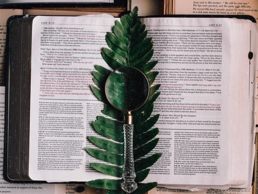 book, fern, magnifier, branch, leaf
