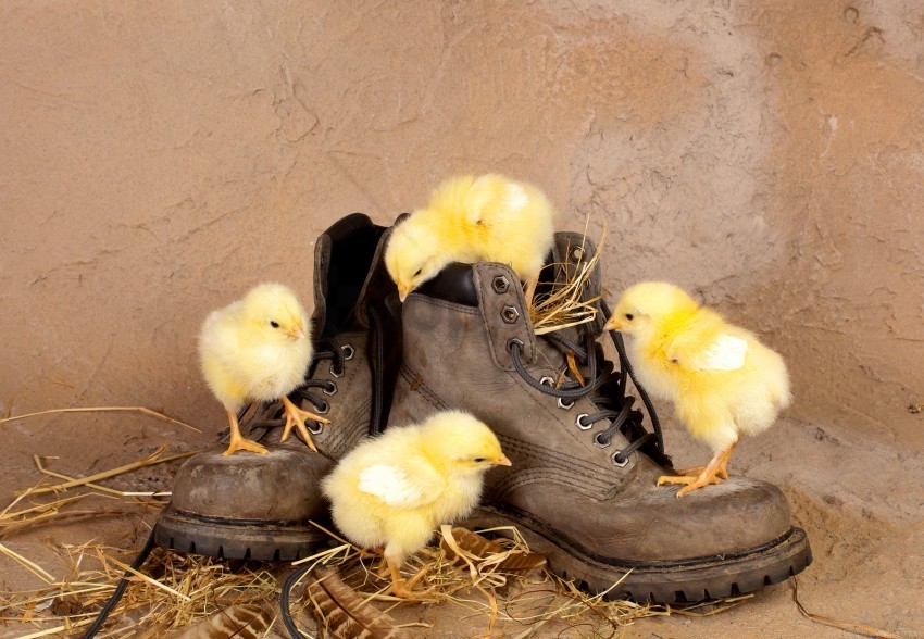 free PNG boots, chickens, chicks, curiosity, straw wallpaper background best stock photos PNG images transparent