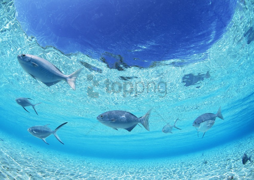 Bottom Fish Sea Shallow Water Wallpaper Background Best Stock Photos