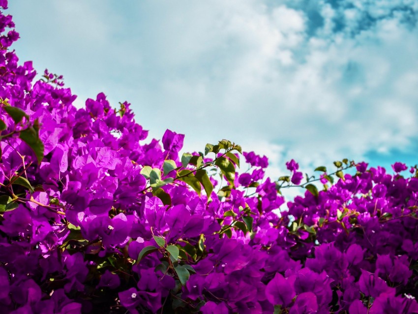 bougainvillea, flowers, purple, bloom, sky, clouds