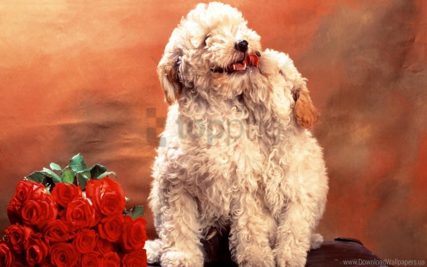 bouquet dogs flowers hair puppies roses wool wallpaper background best stock photos - Image ID 160183